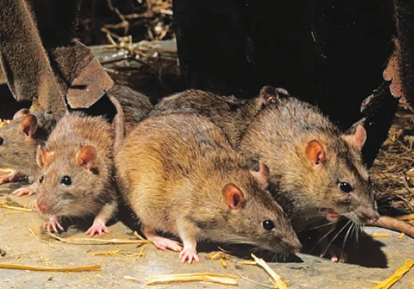 Screenshot_20260203-170637